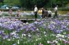 20日からしらさぎ森林公園で花菖蒲まつり、初日はオープニングイベント