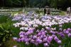 20日からしらさぎ森林公園で花菖蒲まつり、初日はオープニングイベント