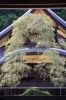 弥彦神社で茅の輪まつり