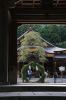 弥彦神社で茅の輪まつり