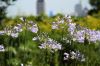 三条市上須頃でアガパンサスの花、奥にオミナエシの花