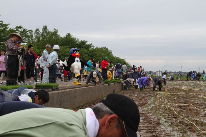 田んぼアートの田植え