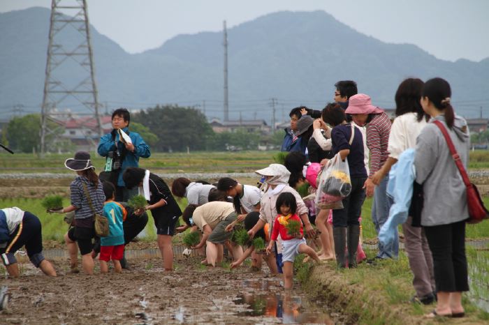 田んぼアートの田植え