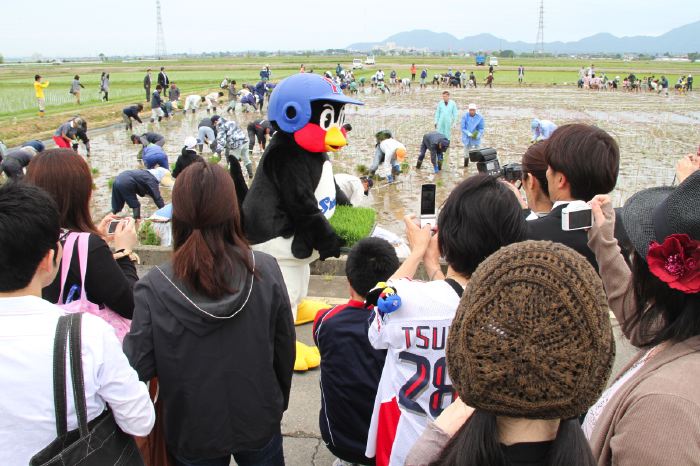 田んぼアートの田植え