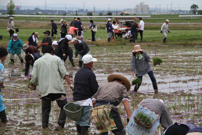 田んぼアートの田植え