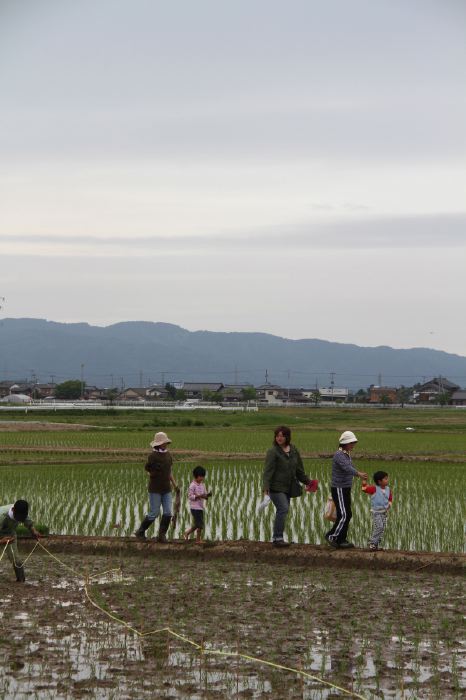 田んぼアートの田植え