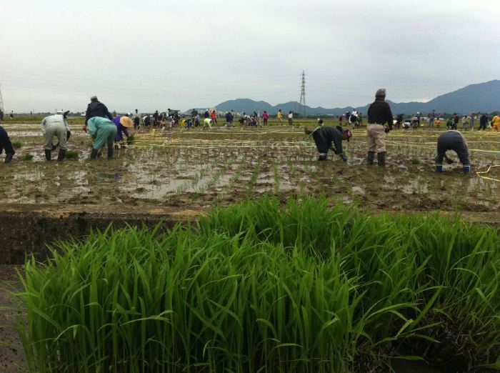 田んぼアートの田植え