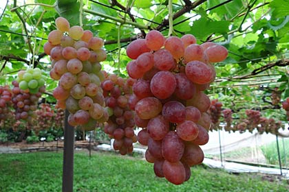 uFarmer's Garden Lunch łHcvJ̃uhEAUIb\͂łɐԂĂ