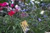 福島県矢祭町の花