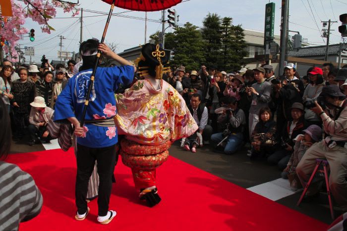 カメラマンに囲まれる染井吉野太夫