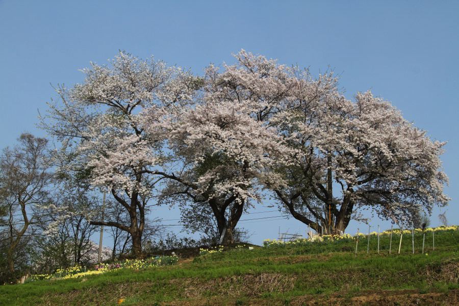 大崎山公園