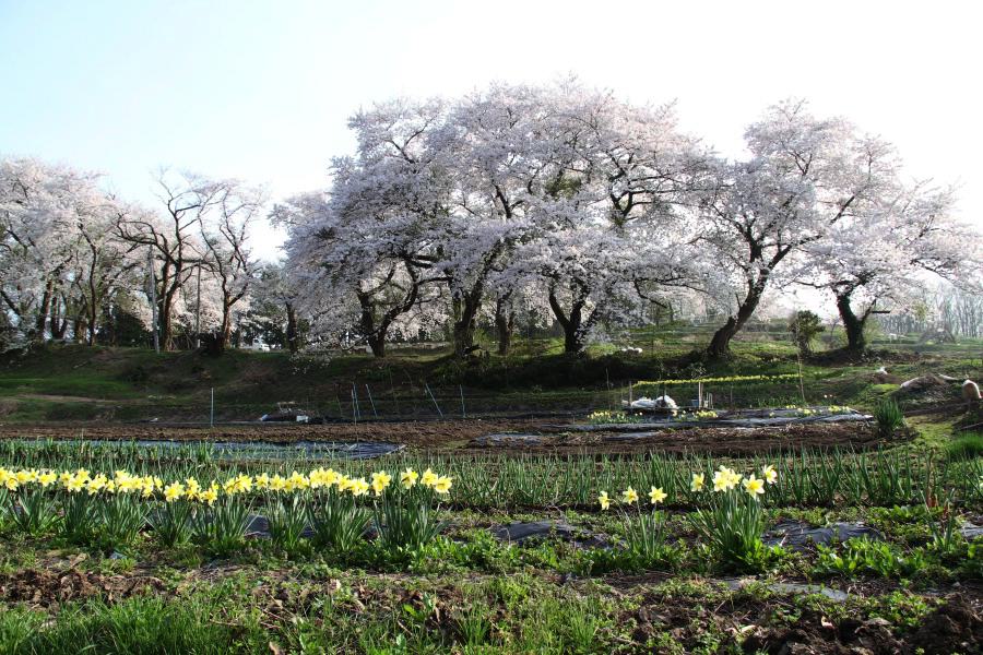 大崎山公園