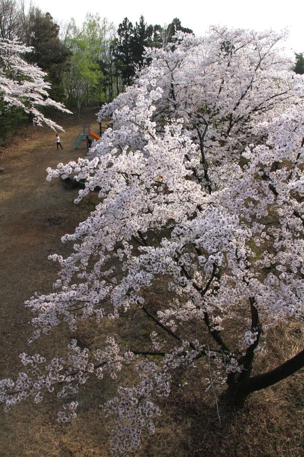 大崎山公園