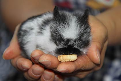 三条市内のウサギのブリーダーに生後1カ月半で体重わずか約60グラムの世界一小さい かもしれないウサギ 12 8 11