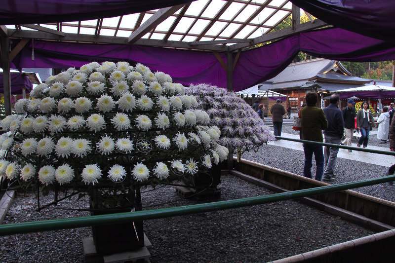 弥彦神社境内　菊まつり