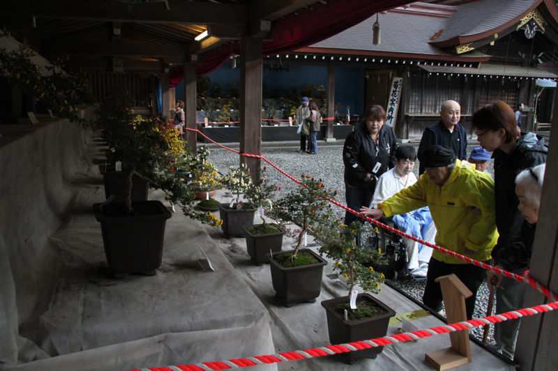 弥彦神社境内　菊まつり