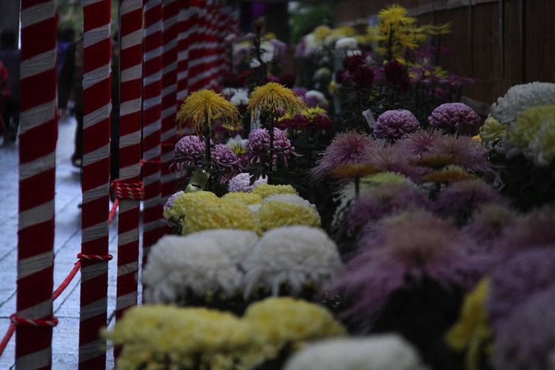 弥彦神社境内　菊まつり