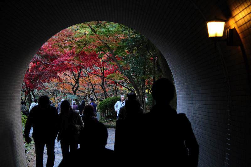 弥彦公園もみじ谷