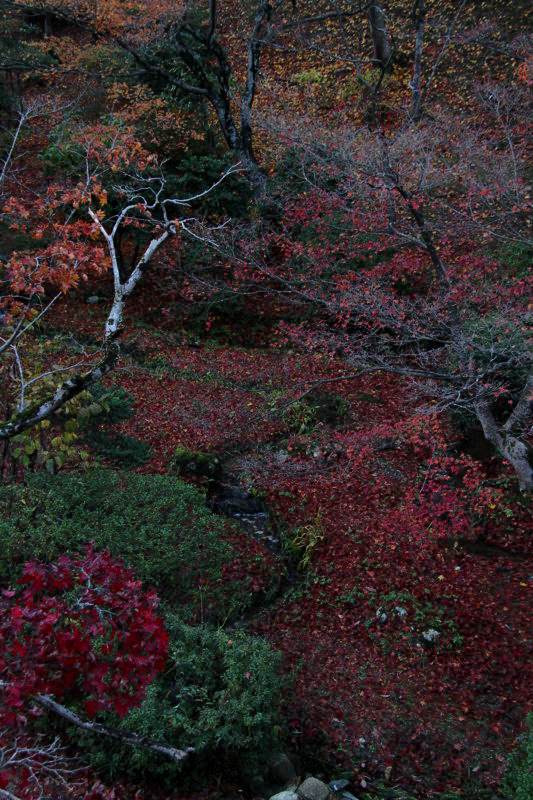 弥彦公園もみじ谷