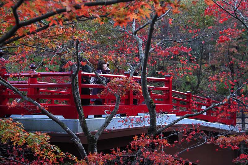 弥彦公園もみじ谷