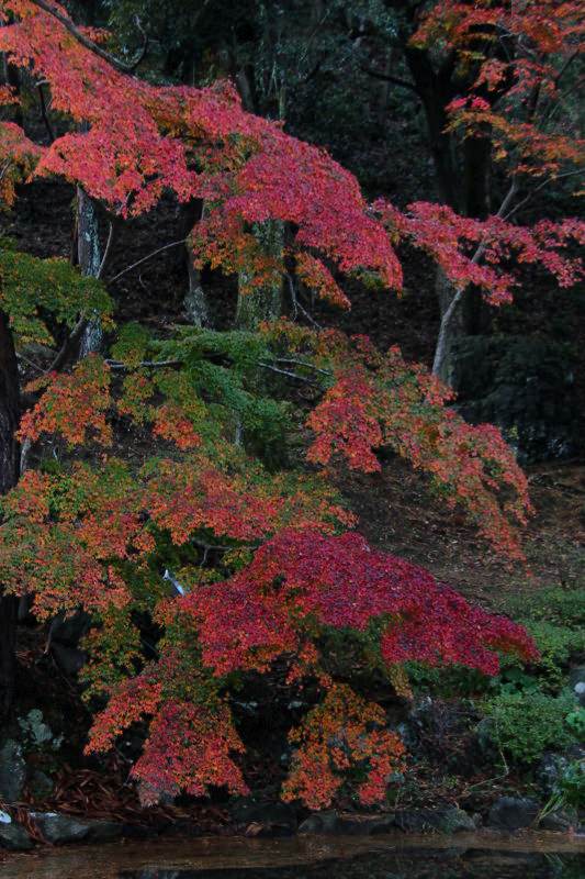 弥彦公園