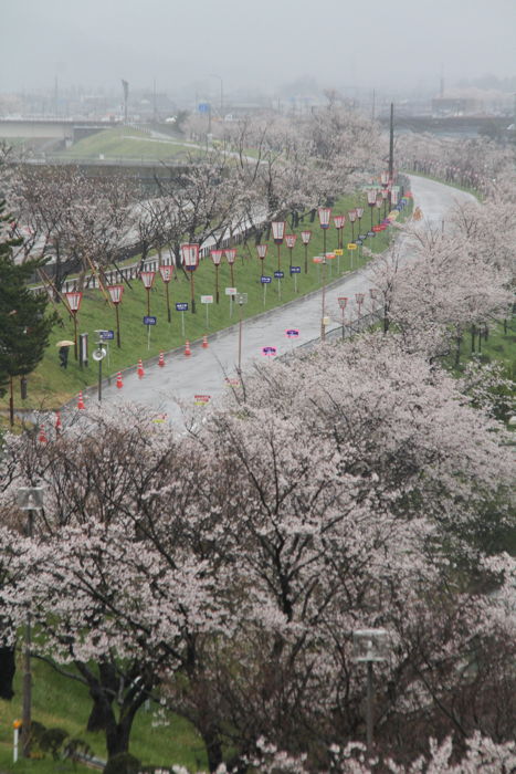 信濃川大河津資料館から、桜土手の桜は満開