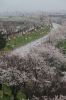信濃川大河津資料館から、桜土手の桜は満開