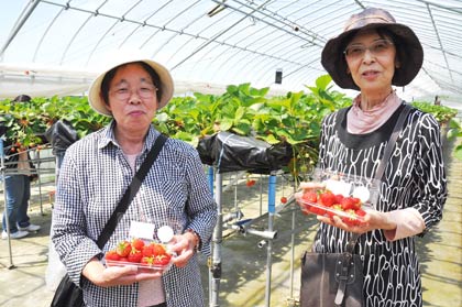 須佐農園でイチゴ収穫体験
