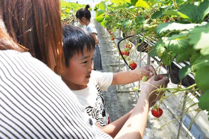 須佐農園でイチゴ収穫体験