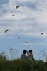 三条凧合戦2日目、堤防から見物