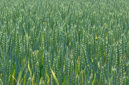  「芒種」の5日、「燕三条イタリア野菜研究会」が育てる小麦は青々とした穂をつけていた
