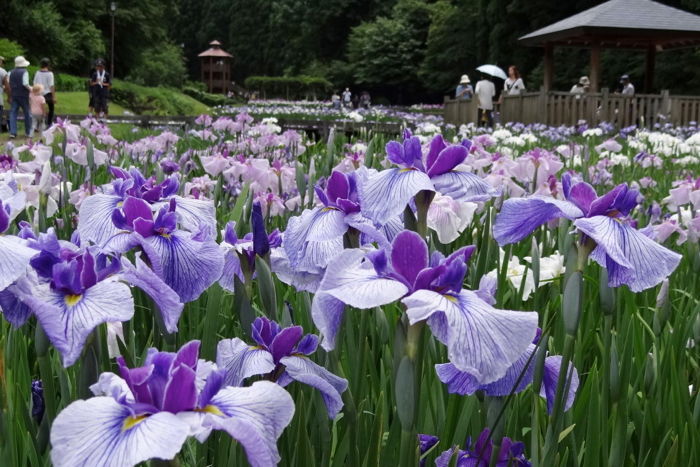 ハナショウブ園