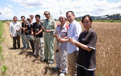 小麦の収穫作業に立ち会った燕三条イタリア野菜研究会のメンバーら