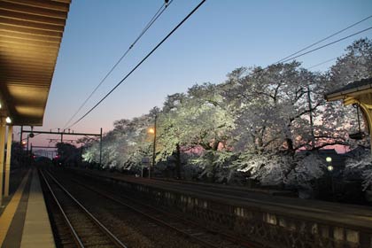 16、17日と23、24日に臨時列車の快速「分水夜桜号」が到着する分水駅の夜桜
