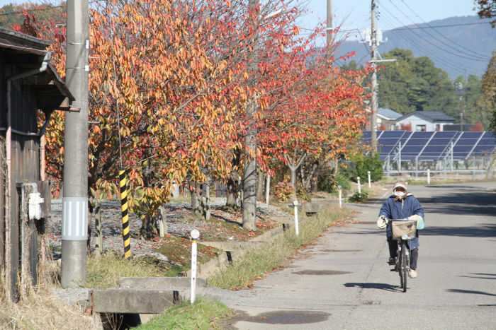 弥彦村内のサクラの紅葉