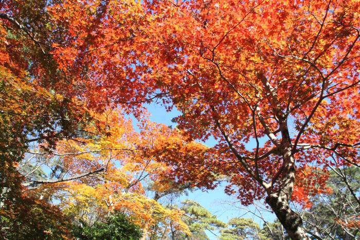 弥彦公園もみじ谷