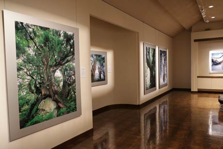  弥彦の丘美術館では日本の四大天然杉を撮った作品を展示