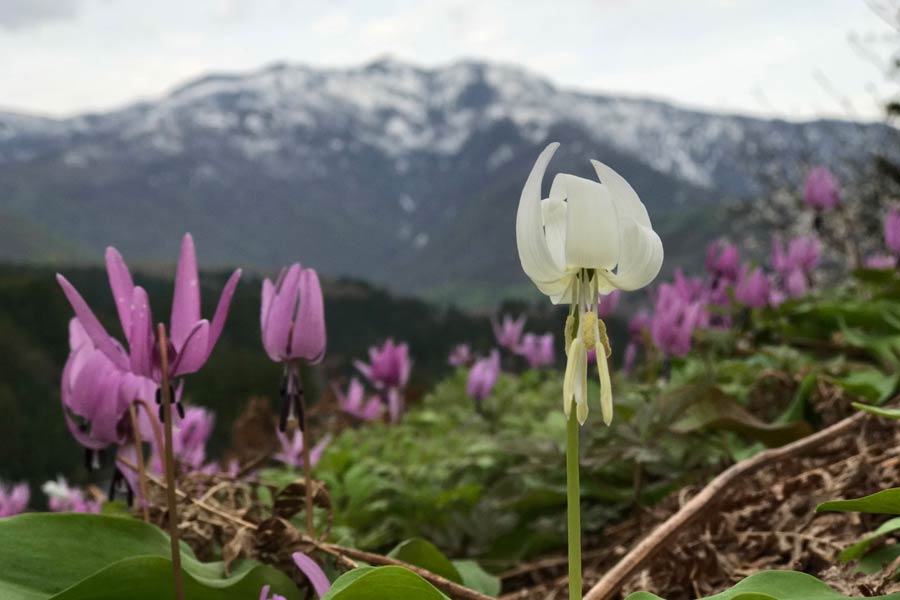 極めて珍しい白いカタクリの花が北五百川の棚田に