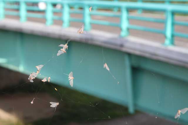 カゲロウ 大量 発生