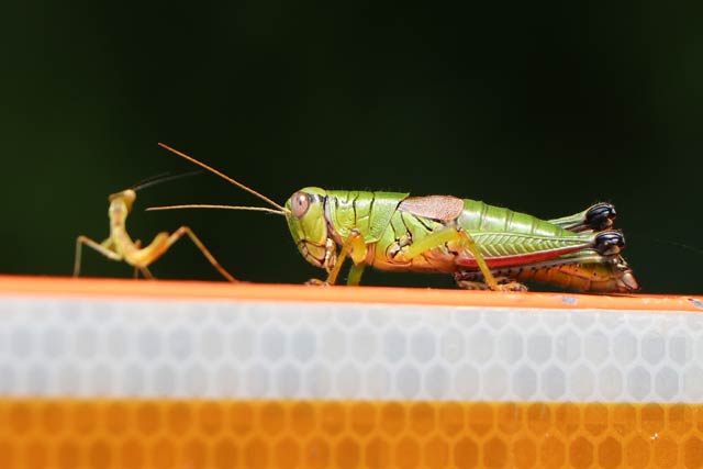 バッタとカマキリのにらみ合い