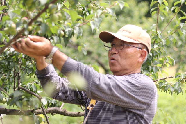 「越の梅」を収穫する田上町梅生産組合組合長の小柳松栄さん