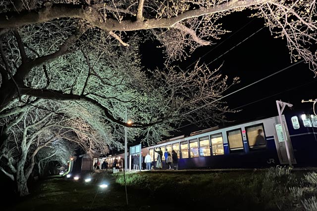分水駅のライトアップされた夜桜と臨時列車「夜桜Shu*Kura」