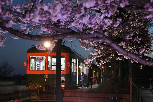 夜桜とかぼちゃ電車保存会のライトアップ