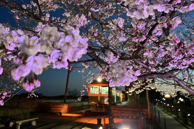 夜桜とかぼちゃ電車保存会のライトアップ