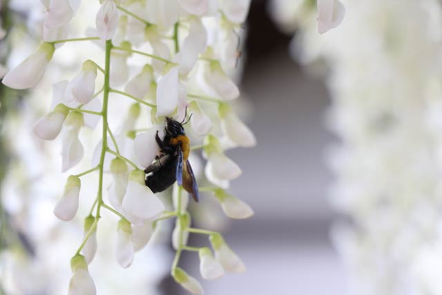 フジの花房を次から次へと渡って蜜を吸うクマンバチ