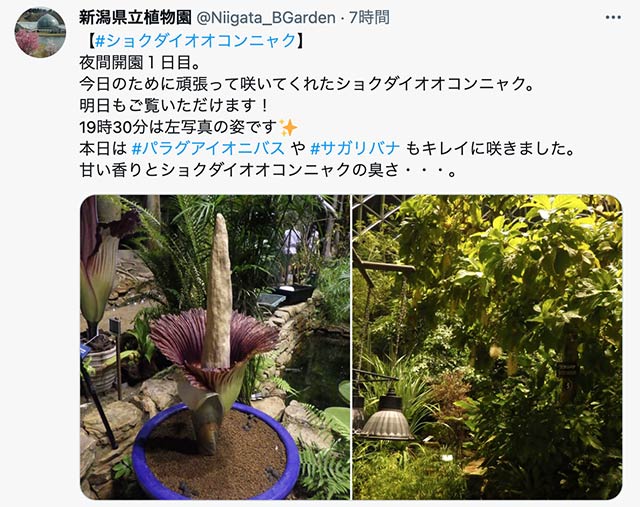 ショクダイオオコンニャクの開花を伝える新潟県立植物園のツイッター投稿