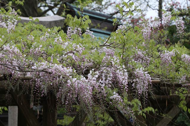 すでに五分咲きていどまで開花した八幡宮の弁天島のフジ￥