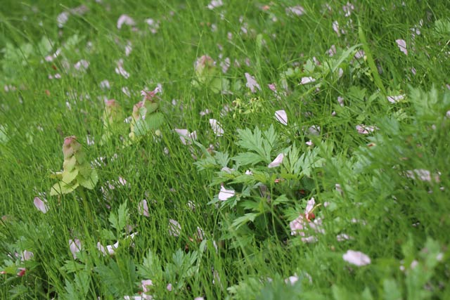 三条市歴史民俗産業資料館の植え込みは散ったヤエザクラの花びらで緑の草の中で花が咲いたように見える