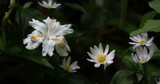 加茂山の池之端にヒメシャガやミヤコワスレの花