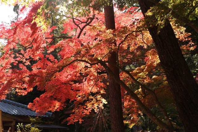 12日の弥彦公演もみじ谷の紅葉